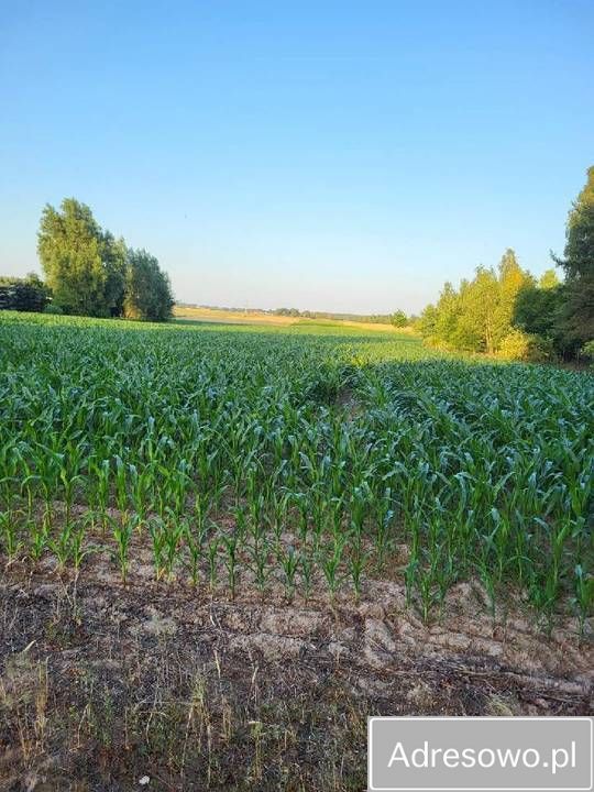Działka rolno-budowlana Krasne Kosów. Zdjęcie 2