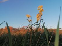 Działka rekreacyjna Rybotycze. Zdjęcie 3