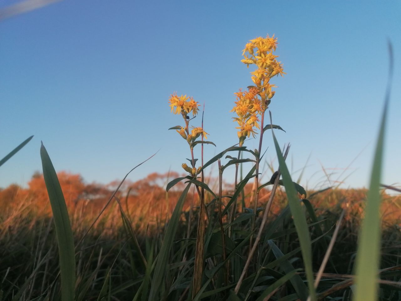 Działka rekreacyjna Rybotycze. Zdjęcie 4