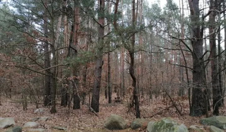 Działka leśna Smyków