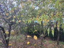 Działka rod Kalisz. Zdjęcie 3