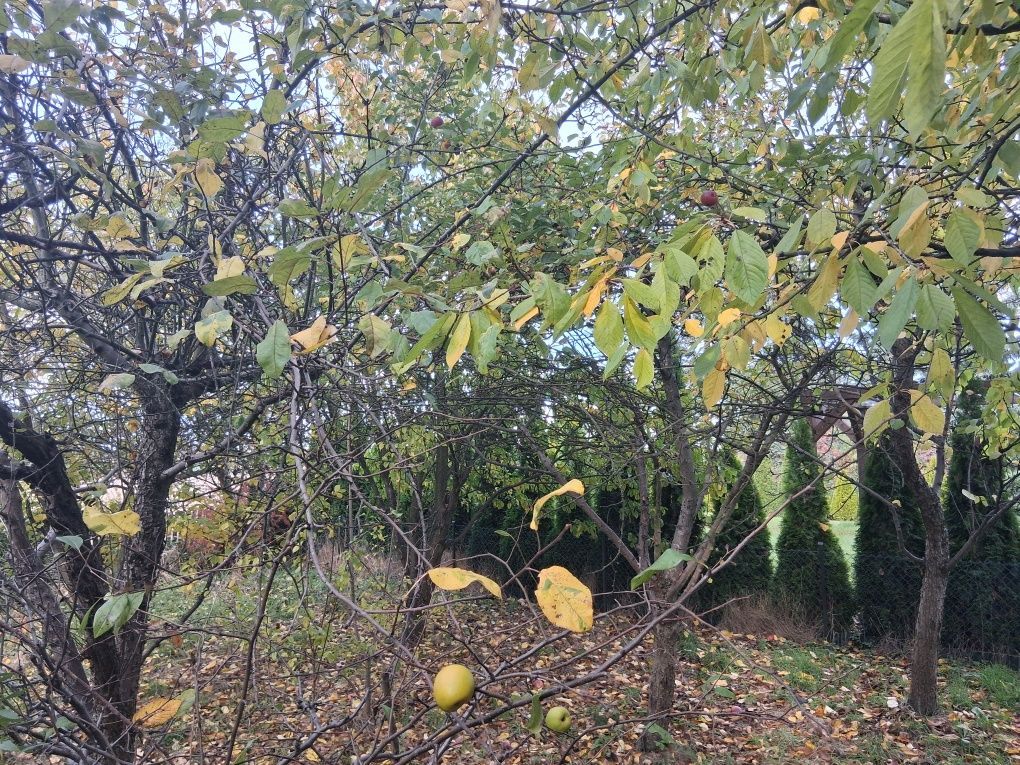 Działka rod Kalisz. Zdjęcie 4