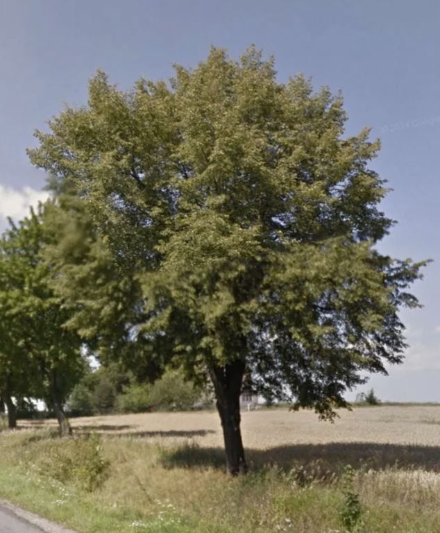 Działka budowlana Zebrzydów. Zdjęcie 5