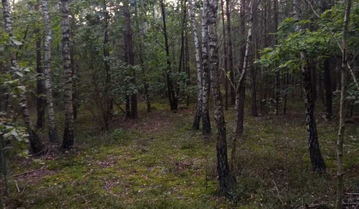 Działka leśna Mława