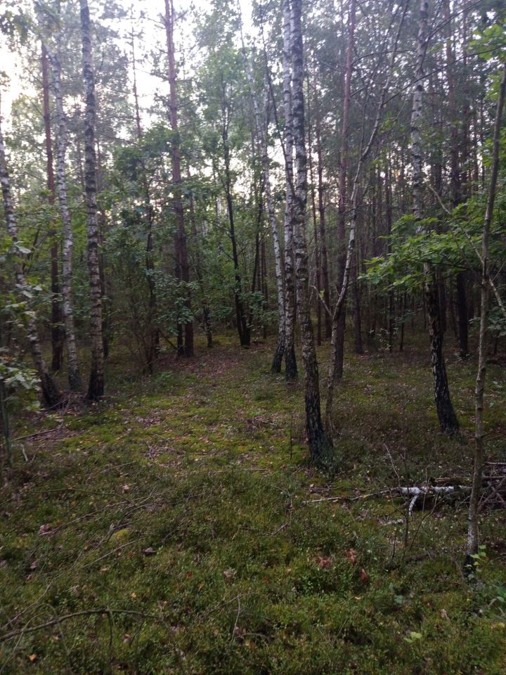 Działka leśna Mława