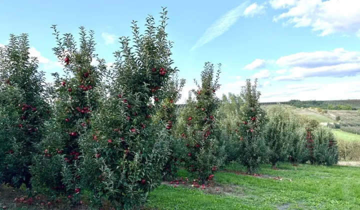 Działka rolna Strączków