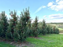 Działka rolna Strączków