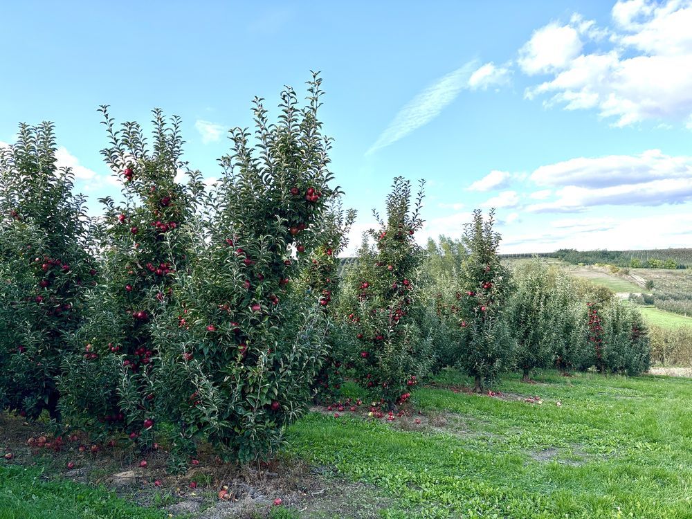 Działka rolna Strączków