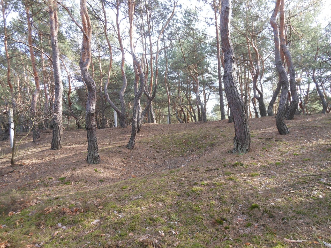 Działka budowlana Legionowo Bukowiec, ul. Górna. Zdjęcie 2