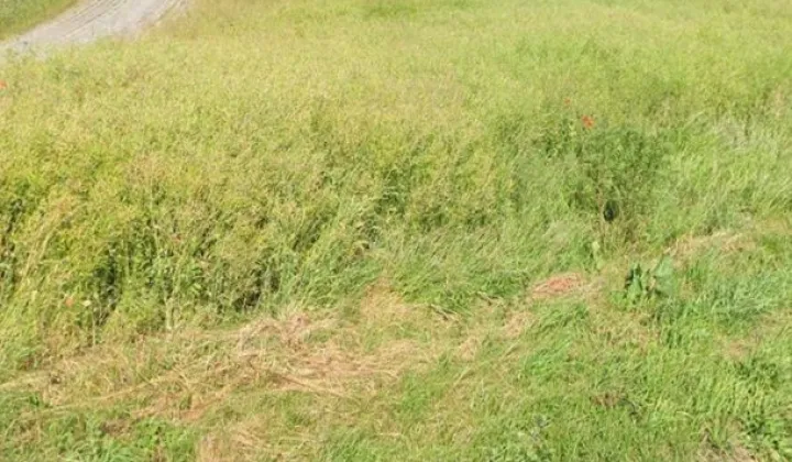 Działka budowlana Pieniążkowo