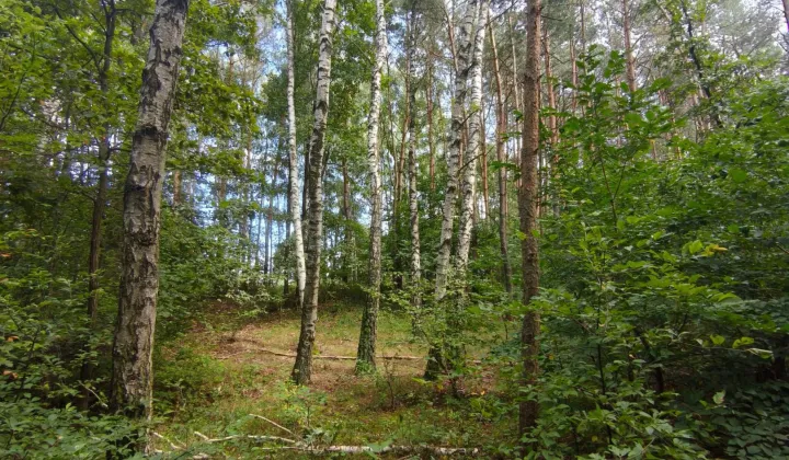 Działka leśna Rogowo
