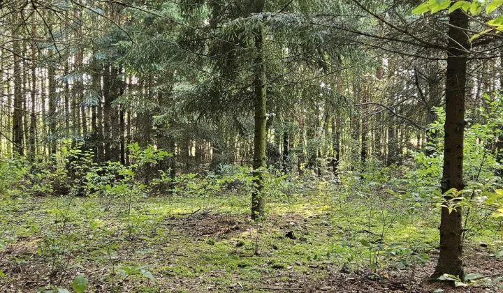 Działka rekreacyjna Popielżyn-Zawady