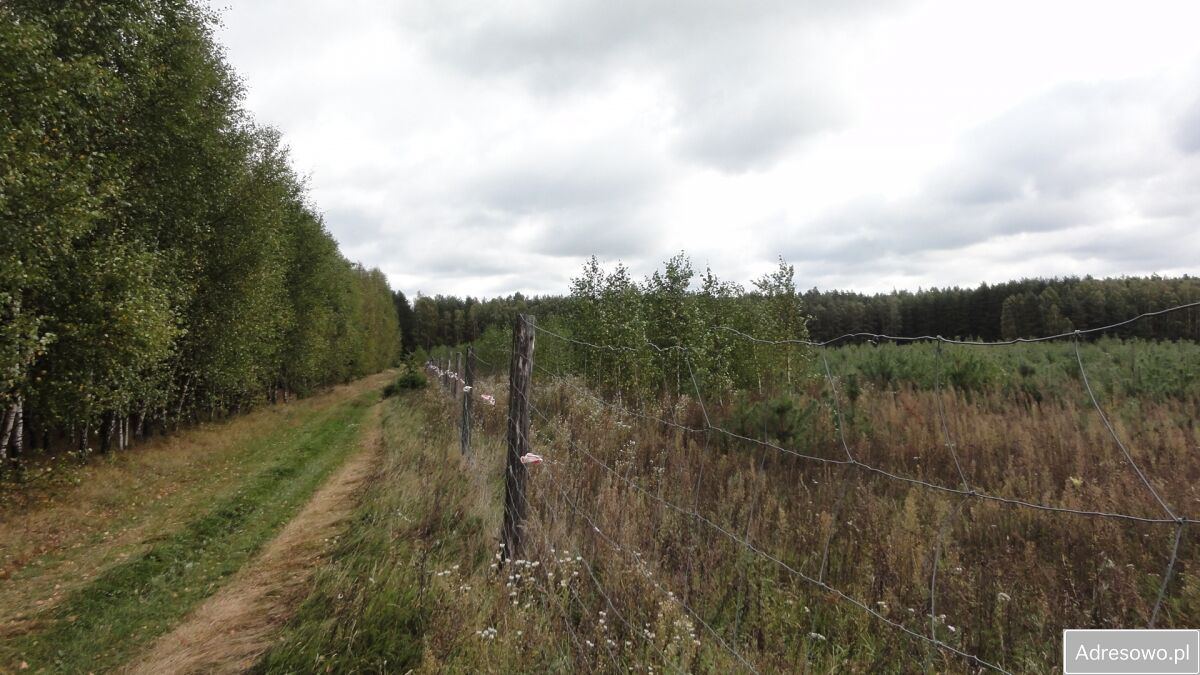Działka leśna Bartoszki. Zdjęcie 4