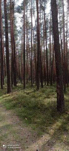 Działka leśna Miedźno. Zdjęcie 1