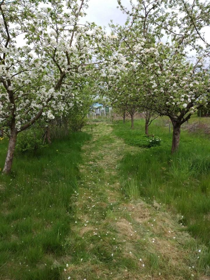 Działka rekreacyjna Morąg. Zdjęcie 3