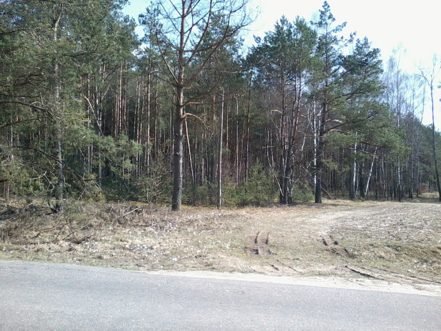 Działka leśna Piątkowizna. Zdjęcie 1