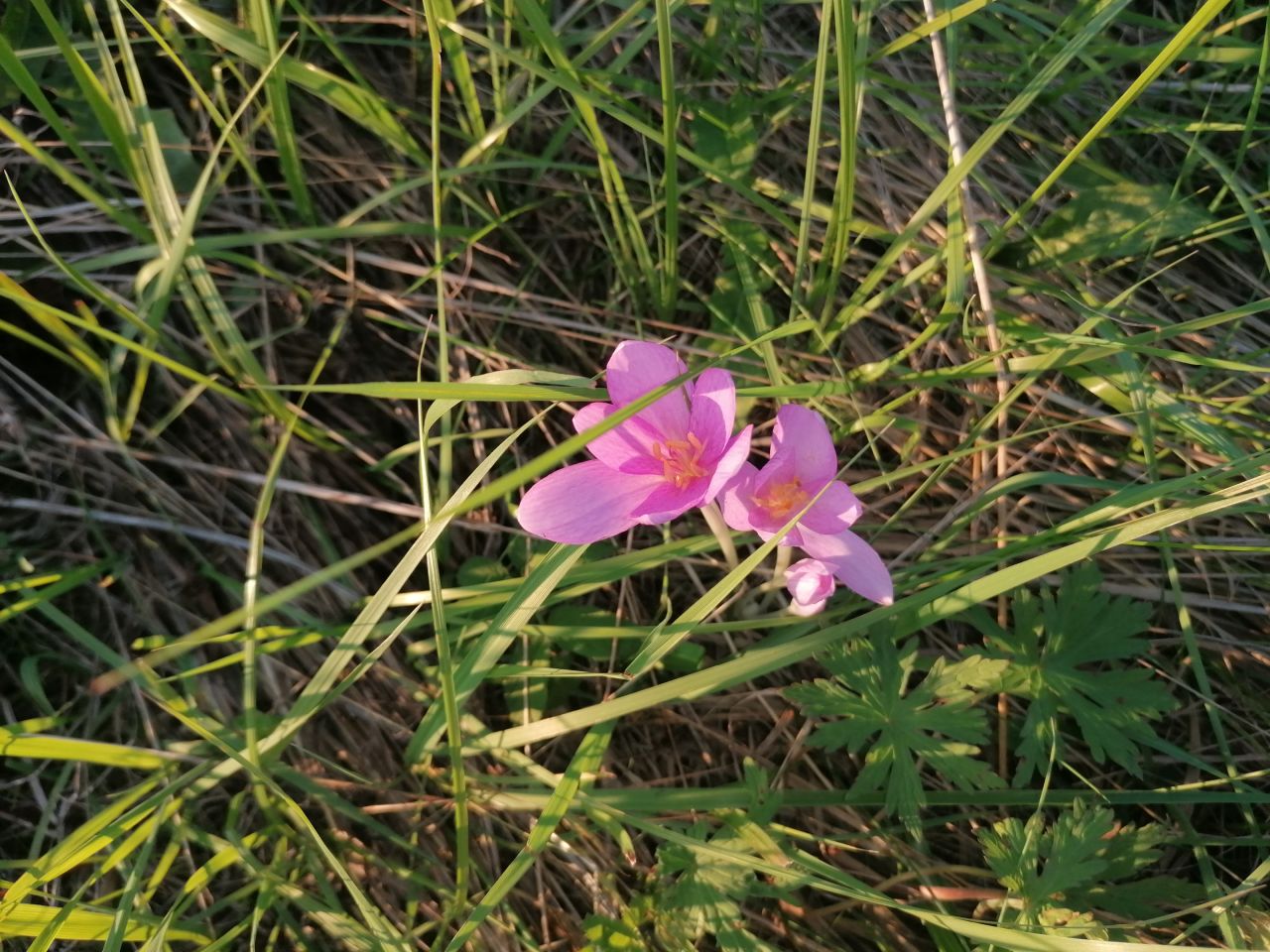 Działka rekreacyjna Rybotycze. Zdjęcie 42