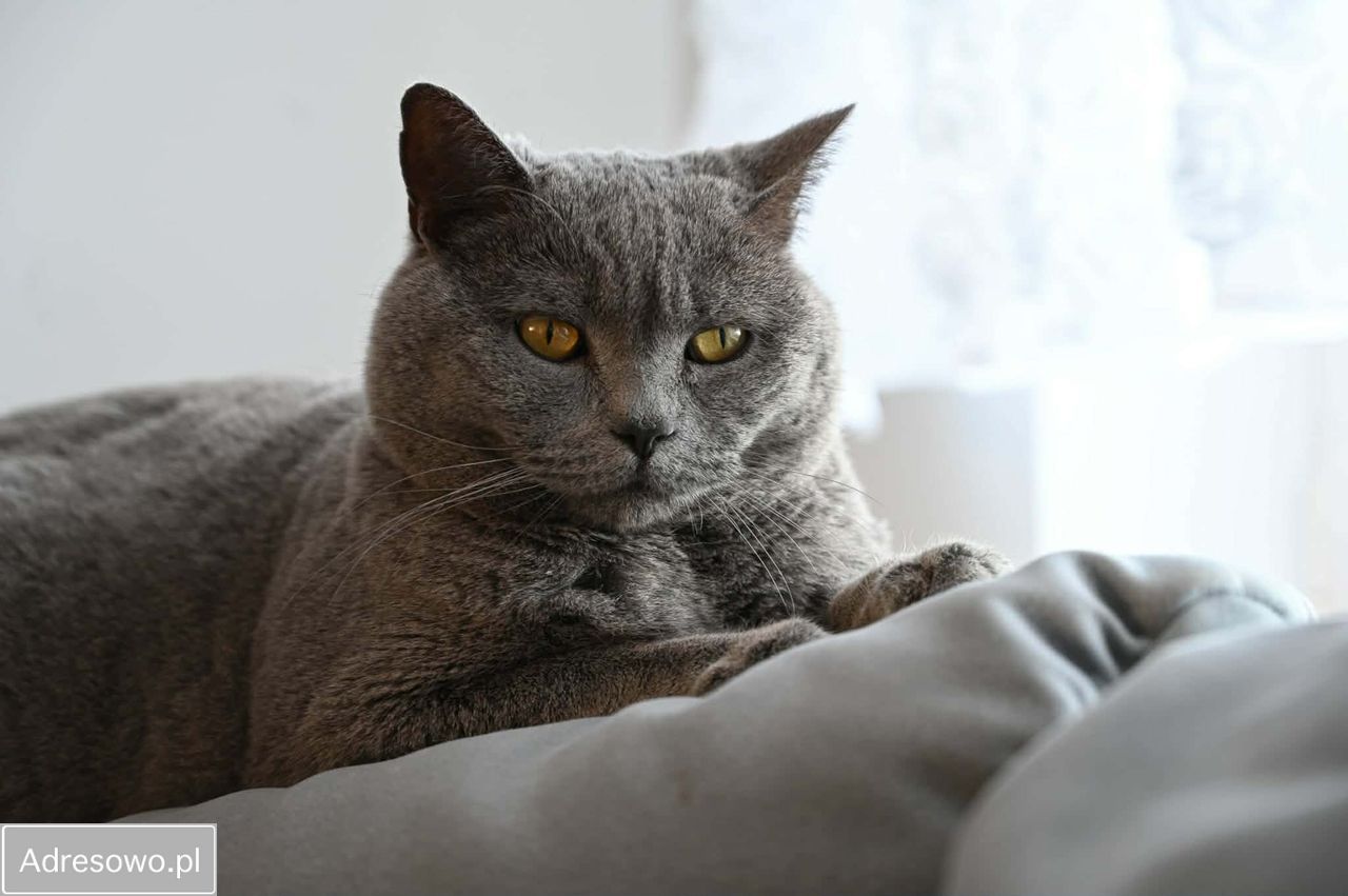 bliźniak, 5 pokoi Wola Mrokowska, ul. Zielone Ogrody. Zdjęcie 18