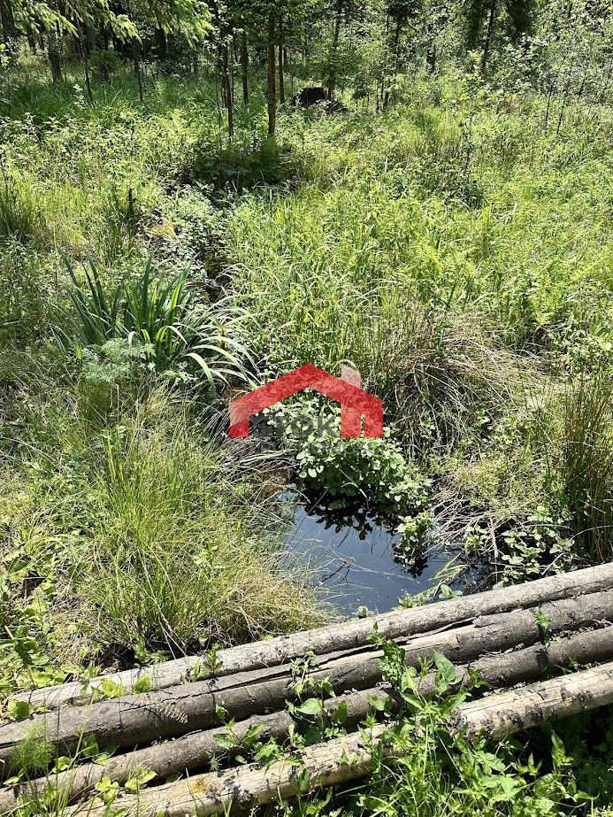 Działka leśna Rudnica. Zdjęcie 12