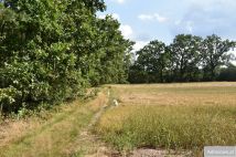 Działka leśna Stary Żabieniec. Zdjęcie 3