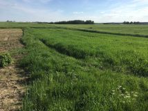 bliźniak, 2 pokoje Skarlin. Zdjęcie 4