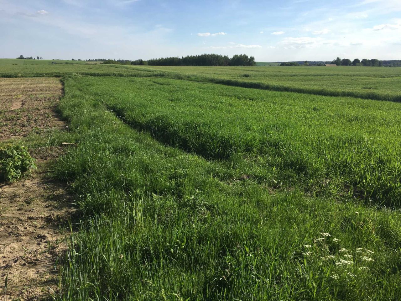 bliźniak, 2 pokoje Skarlin. Zdjęcie 5