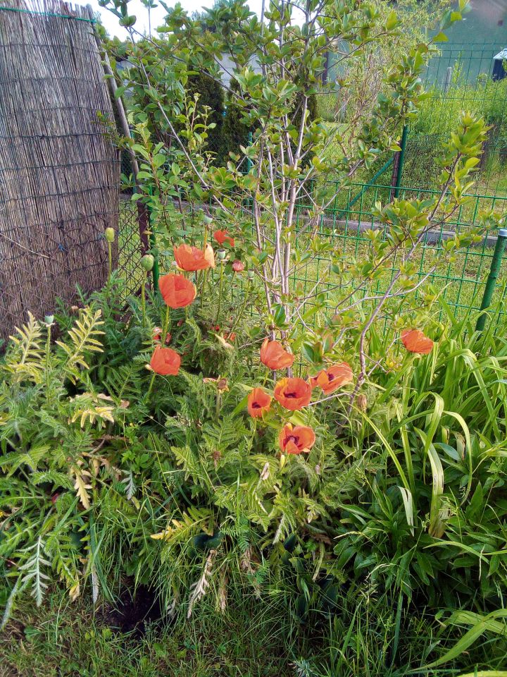 Działka rod Poręba, ul. Modrzewiowa. Zdjęcie 5