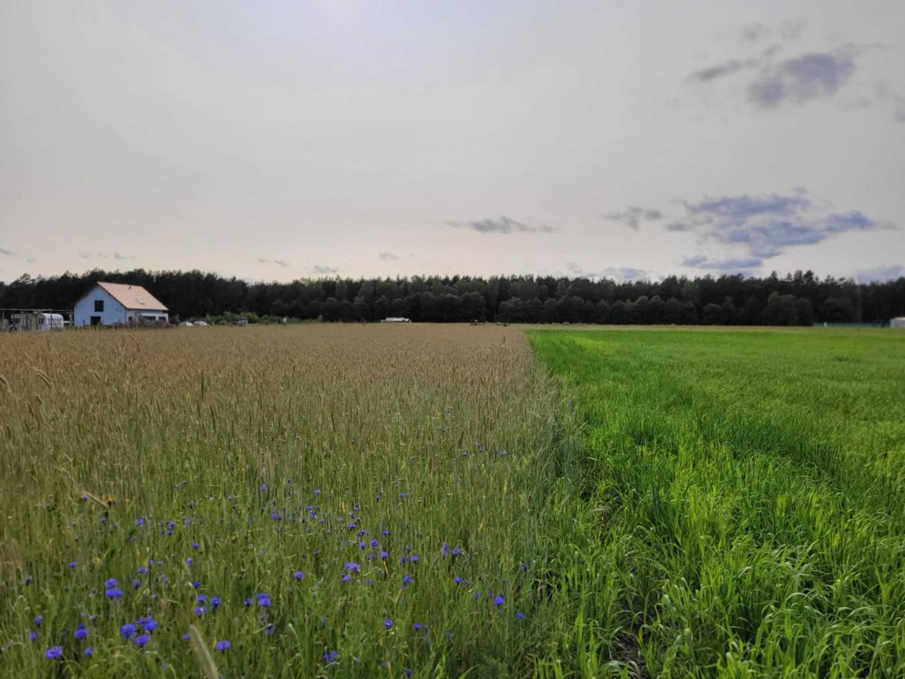 Działka budowlana Nowy Sumin. Zdjęcie 4