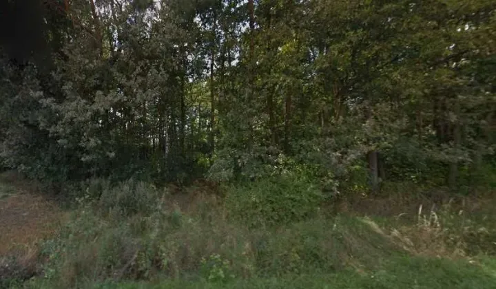 Działka leśna Kołacinek