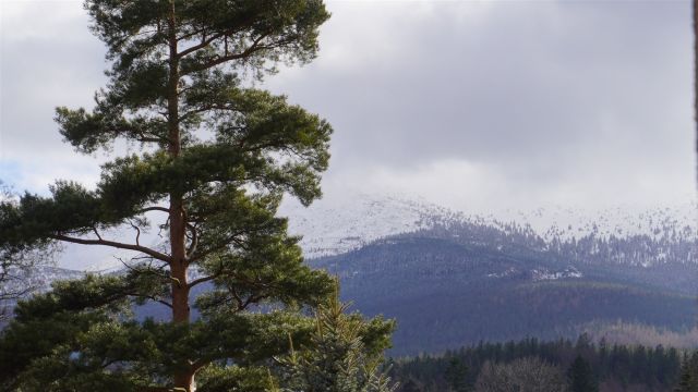 kamienica, 21 pokoi Szklarska Poręba Szklarska Poręba Górna, ul. Wesoła. Zdjęcie 11