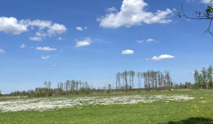 Działka budowlana Zalesie, Ameryczka
