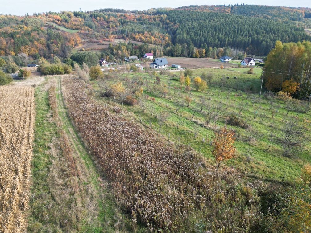 Działka rolno-budowlana Pruchnik Pruchnik Górny, ul. Miodowa. Zdjęcie 8