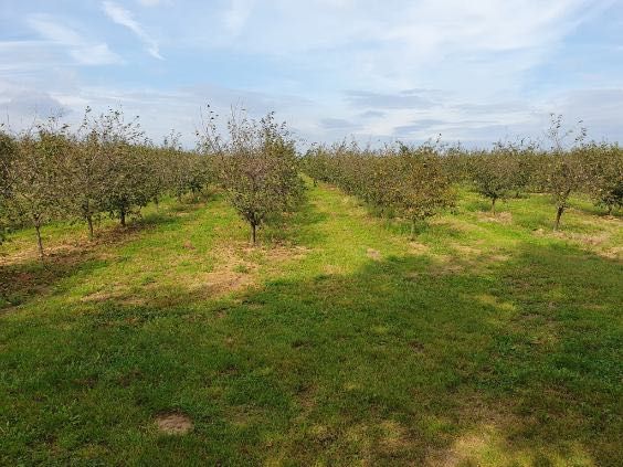 Działka rolna Pawłowice. Zdjęcie 2