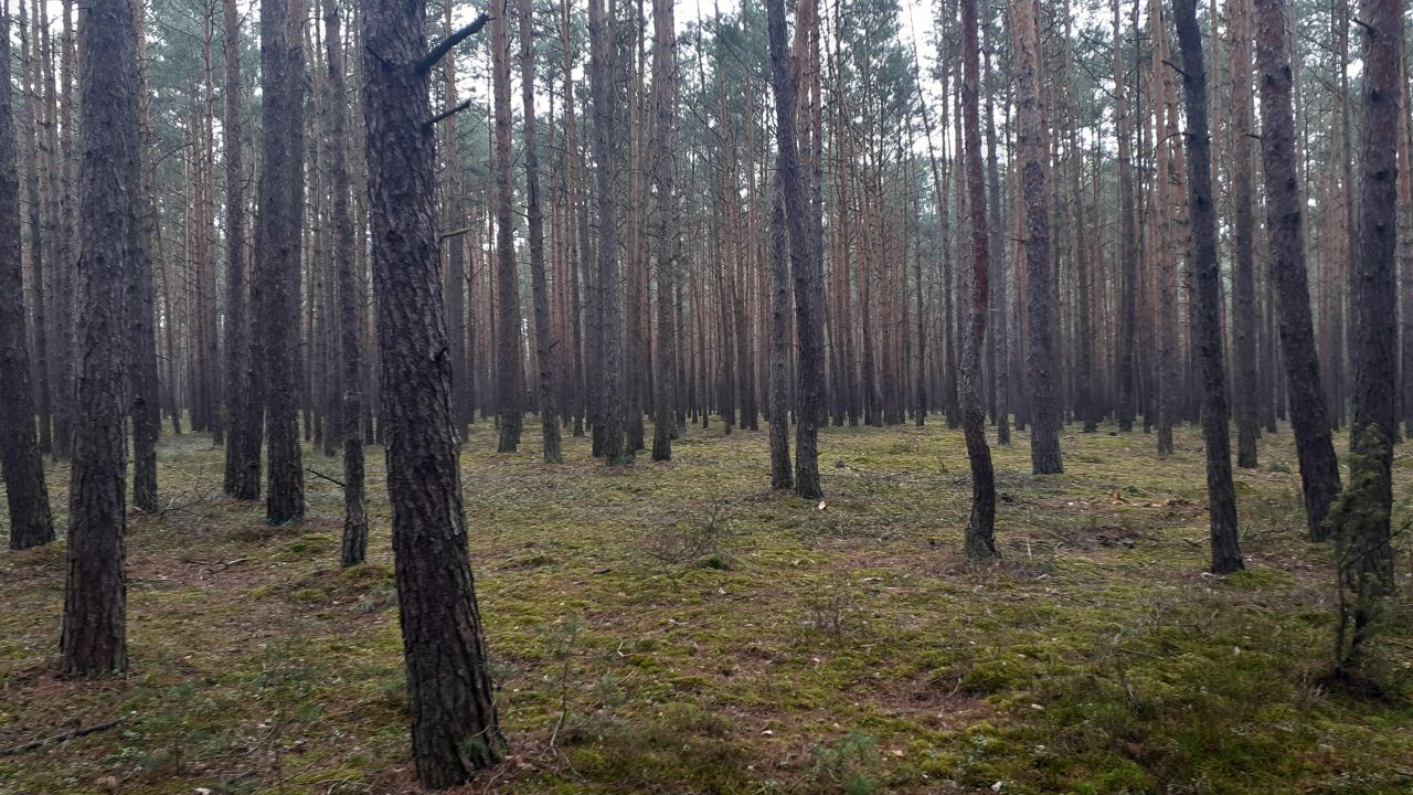 Działka leśna Polesie. Zdjęcie 2