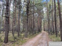 Działka leśna Rostki. Zdjęcie 3