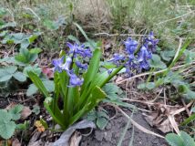 Działka rod Wrocław Krzyki. Zdjęcie 1