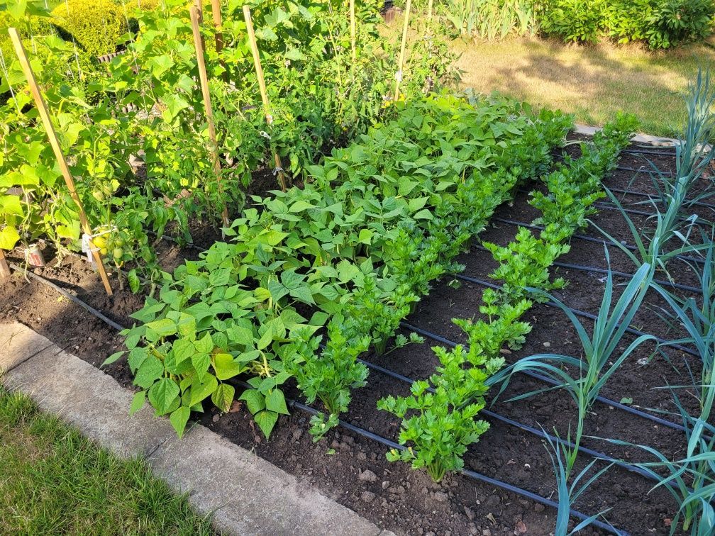 Działka rod Bielany Wrocławskie. Zdjęcie 3