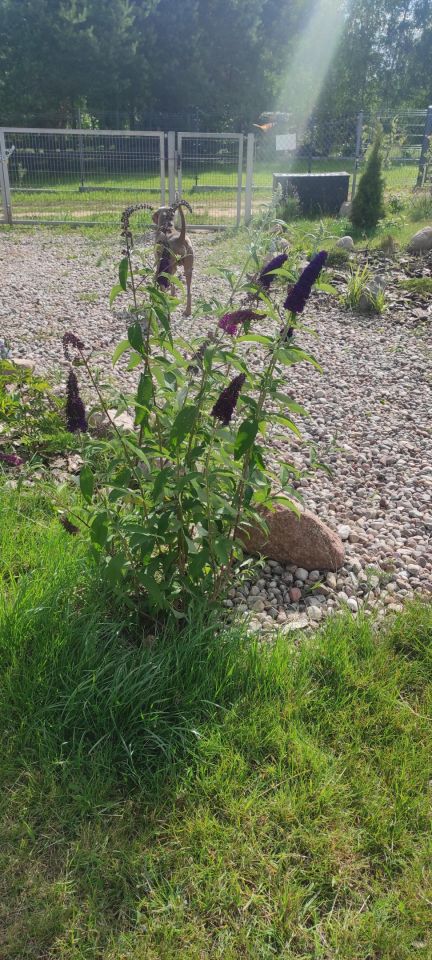 Działka rekreacyjna Radzynek. Zdjęcie 22