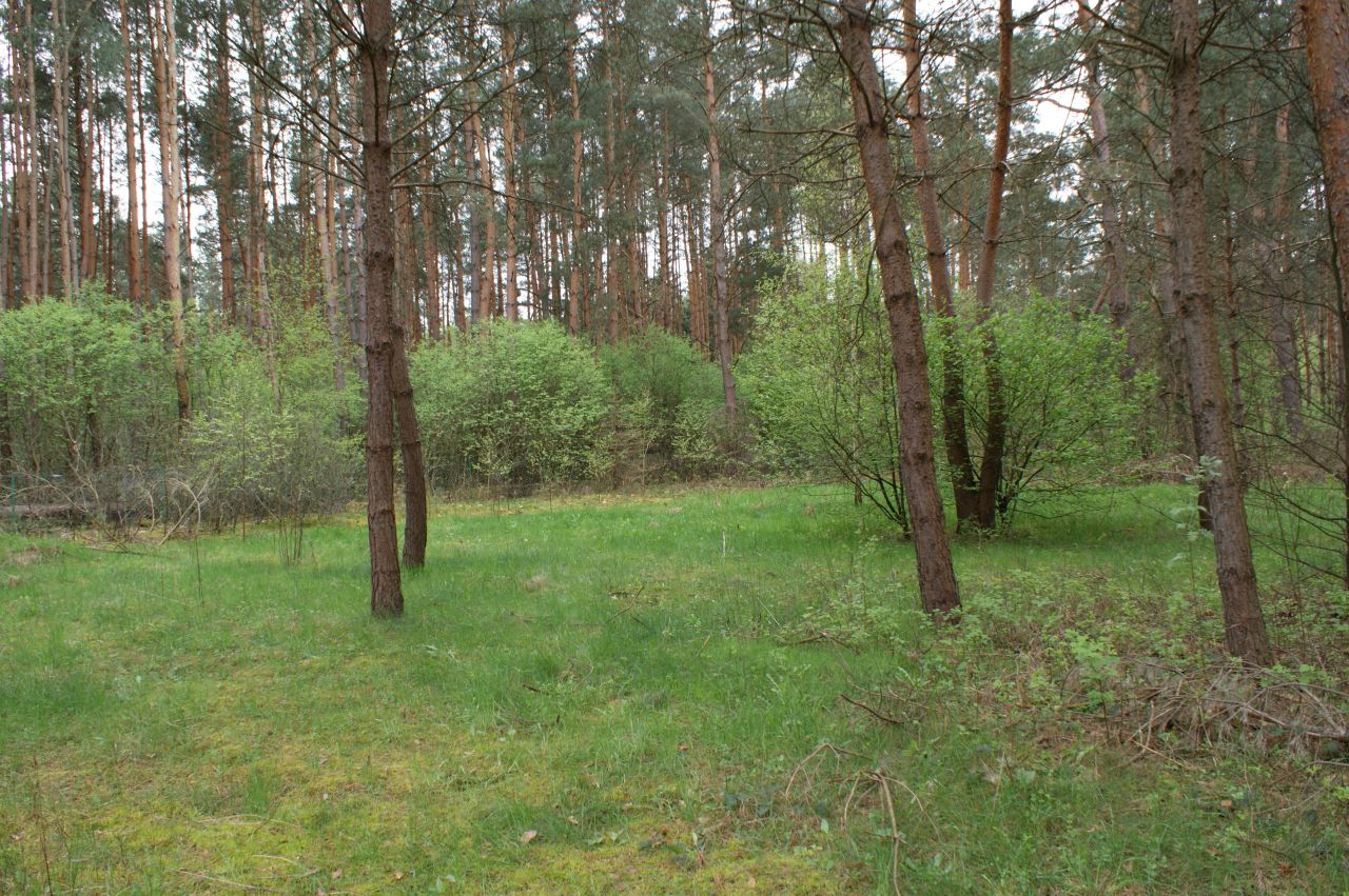 Działka rekreacyjna Czerwona Wola Myszkówka. Zdjęcie 14