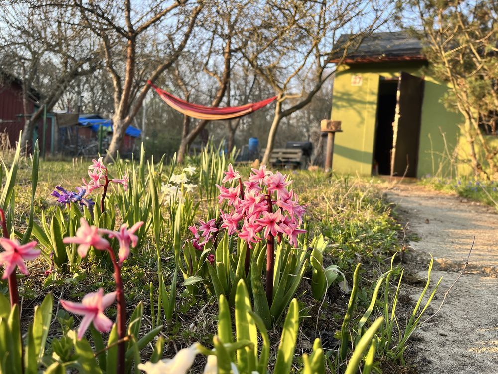 Działka rod Wrocław Psie Pole. Zdjęcie 4