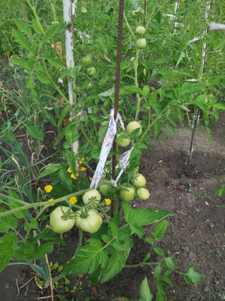 Działka rod Lublin. Zdjęcie 5