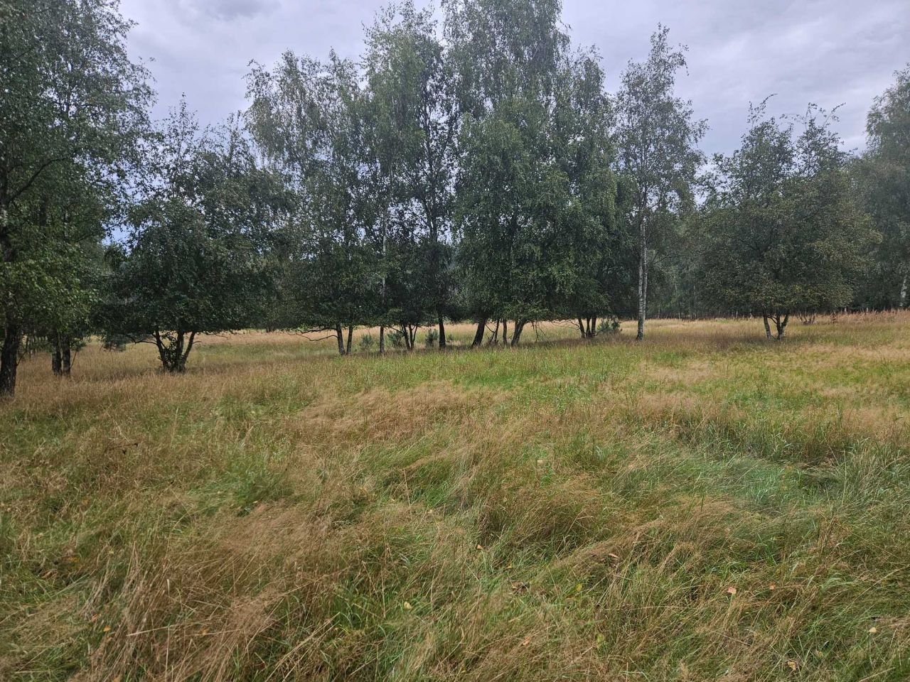 Działka leśna Karniszewo. Zdjęcie 3