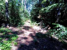 Działka rekreacyjna Wiewiórczyn. Zdjęcie 3