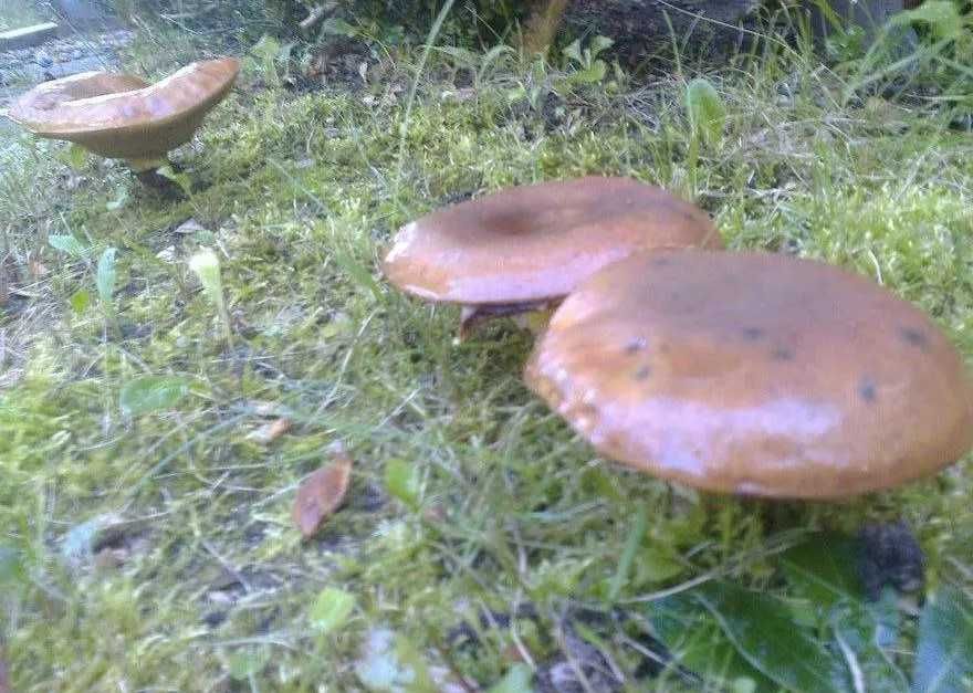 Działka rod Pruszków Malichy. Zdjęcie 7
