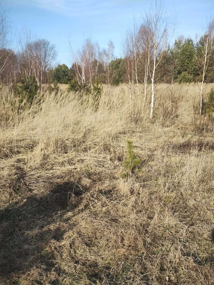 Działka rolno-budowlana Dębniak. Zdjęcie 1