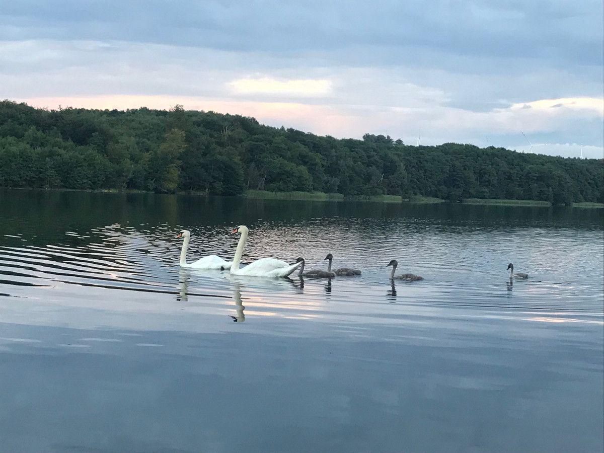 Działka budowlana Pławno. Zdjęcie 6