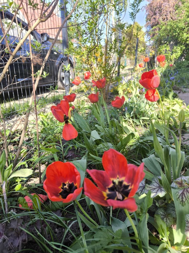 Działka rod Ciechanów Śmiecin, ul. Leśna. Zdjęcie 10