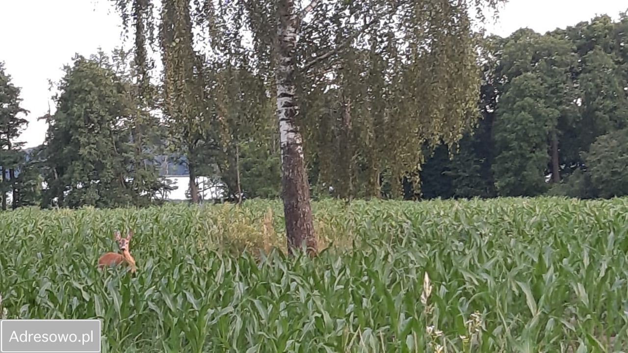 Działka budowlana Pojezierce. Zdjęcie 11