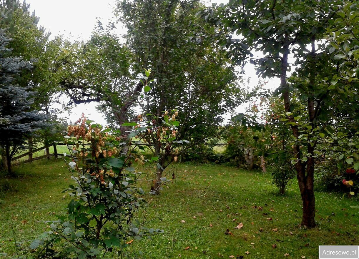 Działka siedliskowa Wólka. Zdjęcie 7