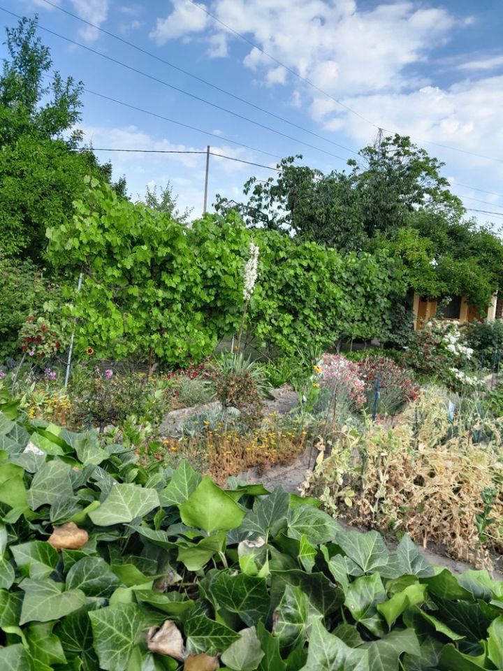 Działka rod Krotoszyn, ul. Raszkowska. Zdjęcie 5